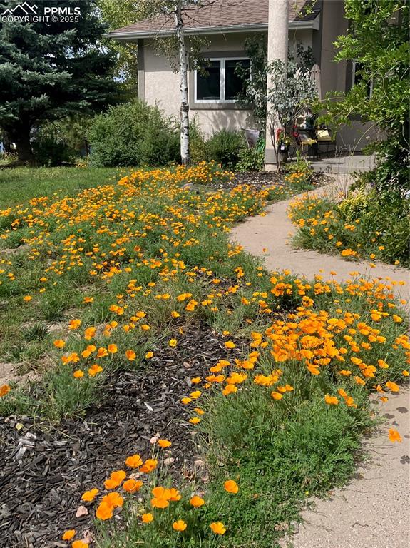 730 Winding Hills Road Monument, CO 80132 - Photo 4 of 42 a view of a house with a yard