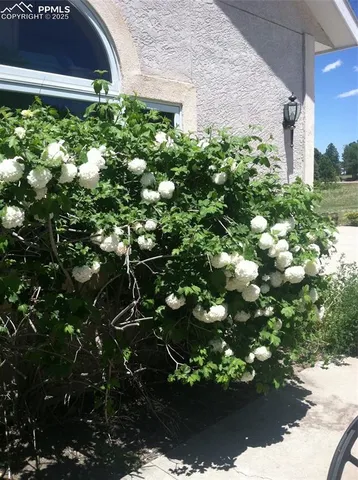 a view of flowers in a yard