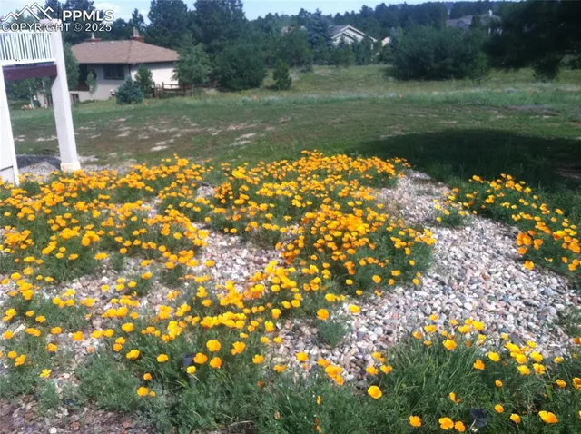 a view of a lake with a tree