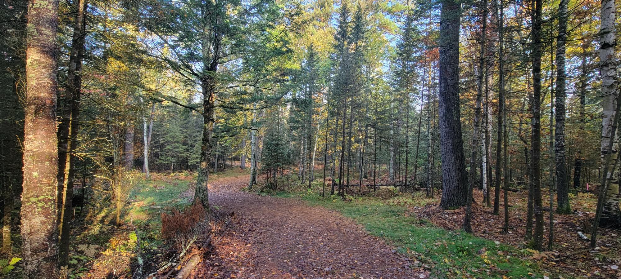 8-acres Sugar Bush Road Park Falls, WI 54552 - Photo 7 of 39 Gallery Image 7
