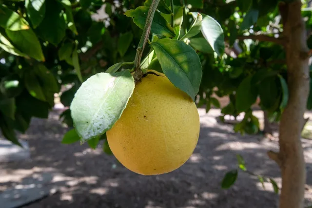 $180,000 | 1550 Rory Lane, Unit 86, Simi Valley, CA 93063