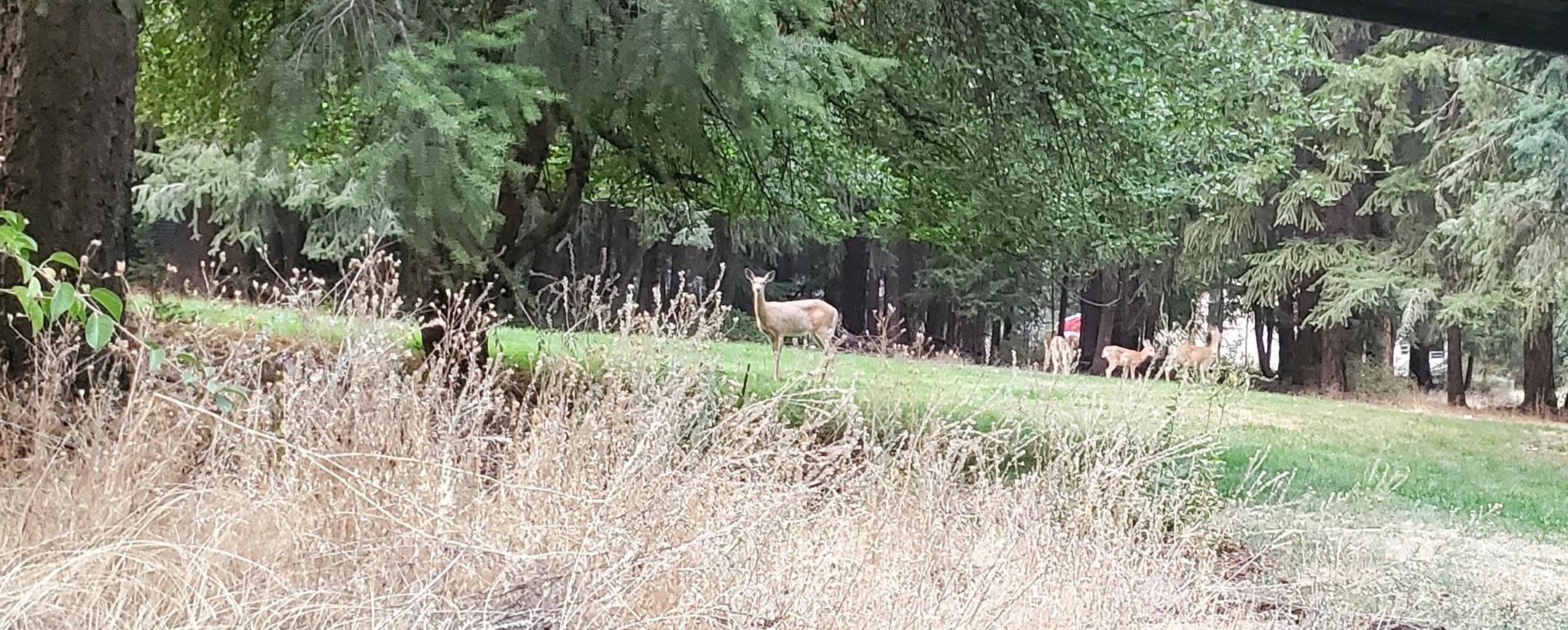 8521 North Starr Road Newman Lake, WA 99025 - Photo 13 of 38