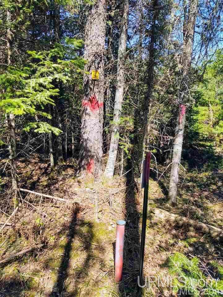 Tbd Forest Hwy 16 Road Iron River, MI 49935 - Photo 6 of 49
