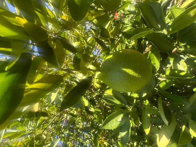 an outdoor view of a garden with patio