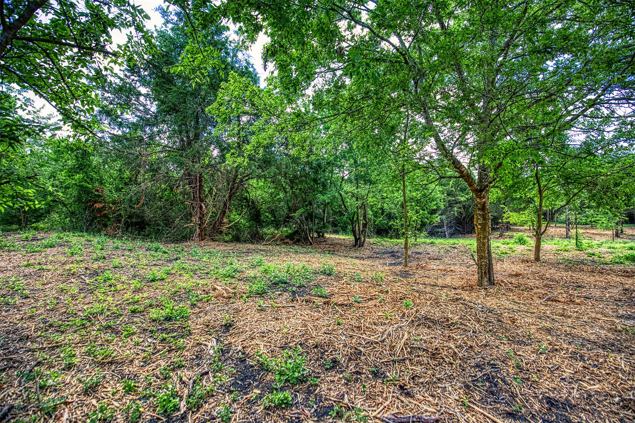 Lot 8 Wonder Hill Road Chappell Hill, TX 77426 - Photo 5 of 15 a view of a forest with trees