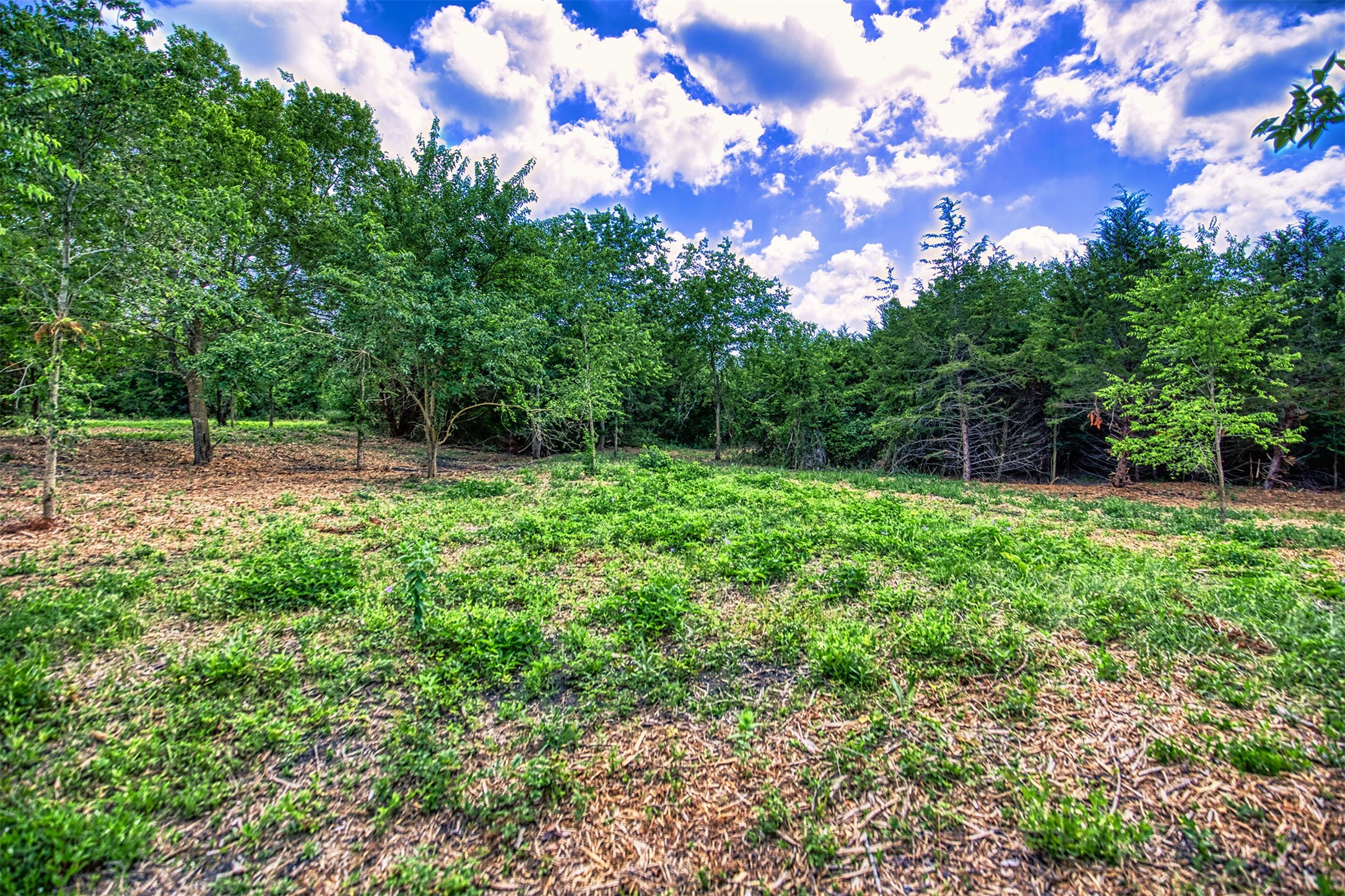 Lot 8 Wonder Hill Road Chappell Hill, TX 77426 - Photo 6 of 15 a backyard of a house with lots of green space