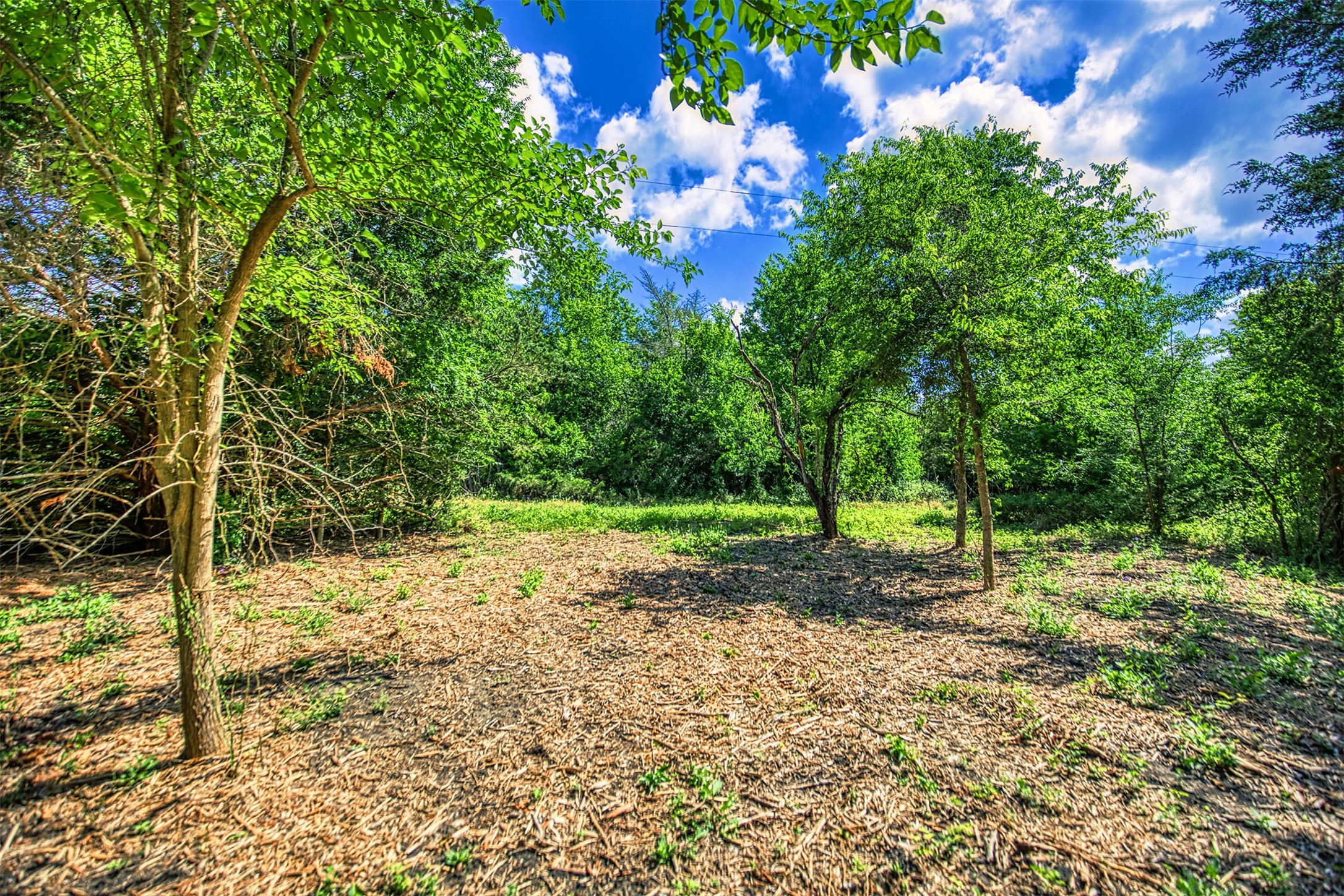 Lot 8 Wonder Hill Road Chappell Hill, TX 77426 - Photo 8 of 15 a view of a yard with plants and trees