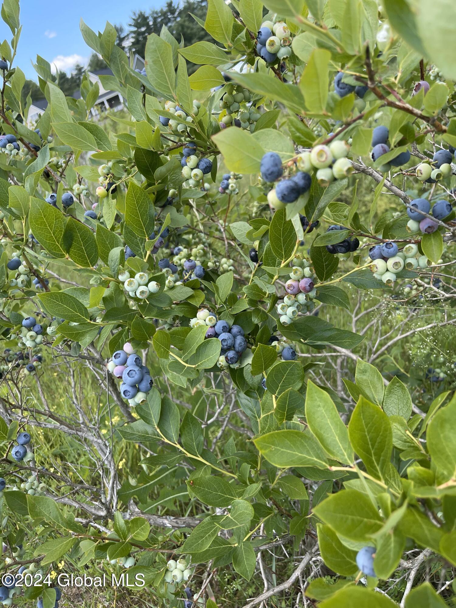 Berry Bush