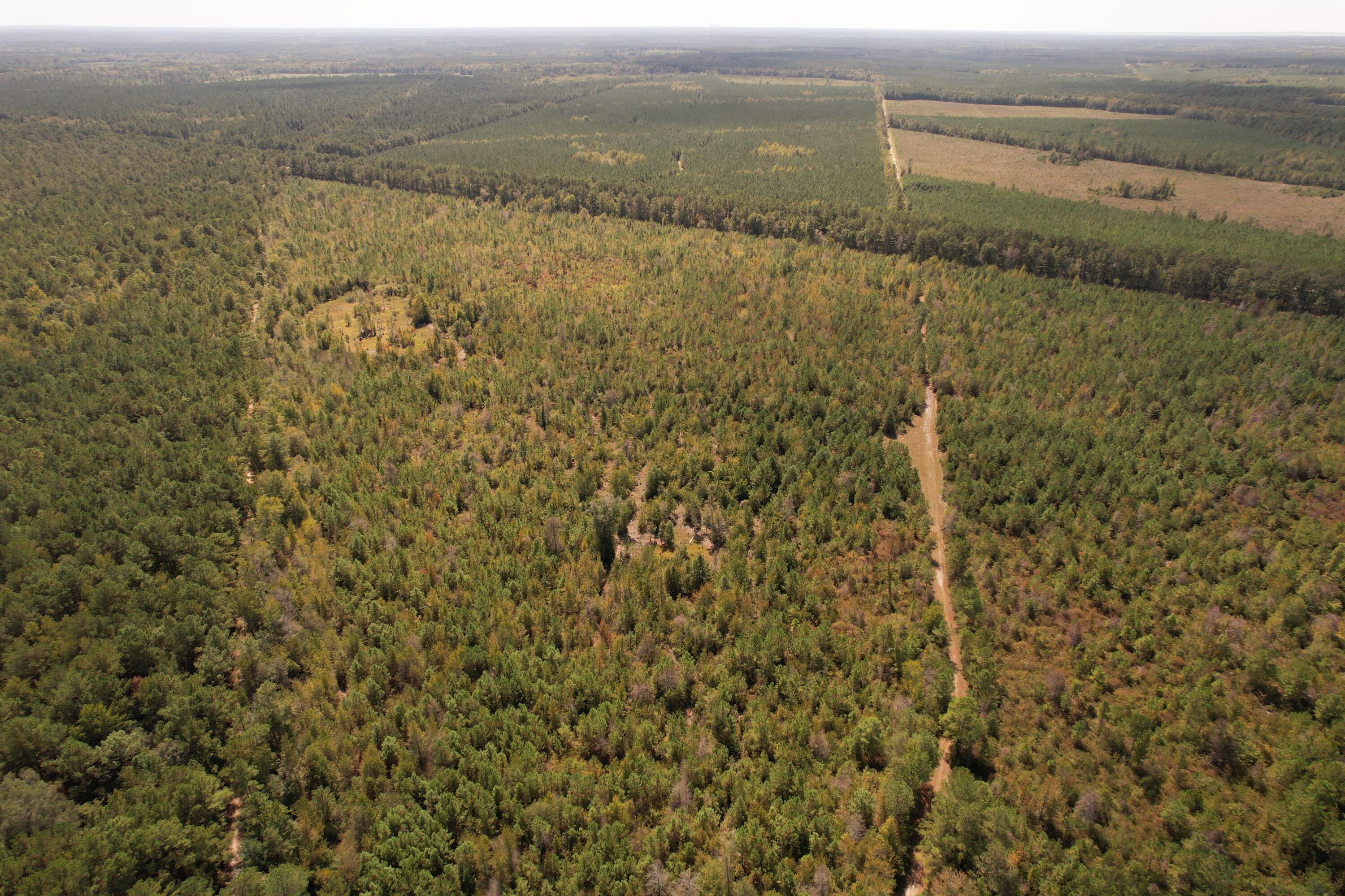 Tbd Old CC Camp Road Greeleyville, SC 29056 - Photo 10 of 12