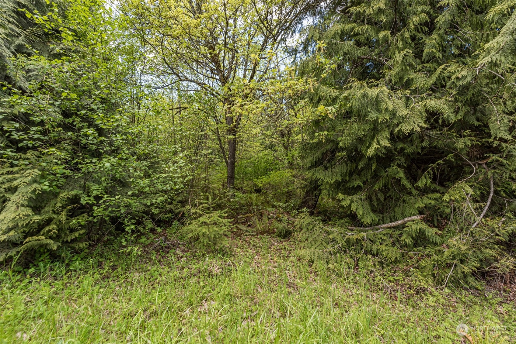 999 Louella Road Sequim, WA 98382 - Photo 30 of 38 a view of a forest with a tree