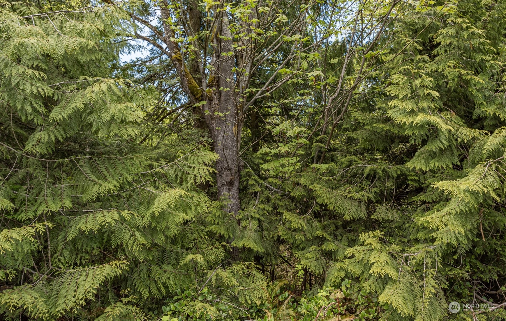 999 Louella Road Sequim, WA 98382 - Photo 31 of 38 a view of a lush green forest with large trees