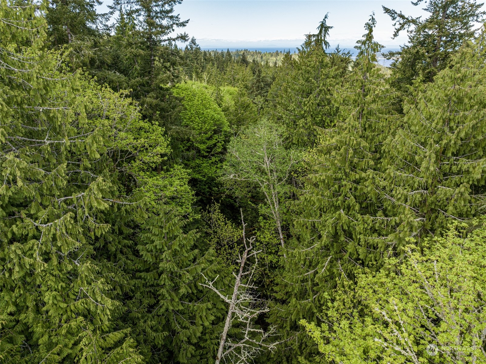 999 Louella Road Sequim, WA 98382 - Photo 4 of 38 a view of a lush green forest