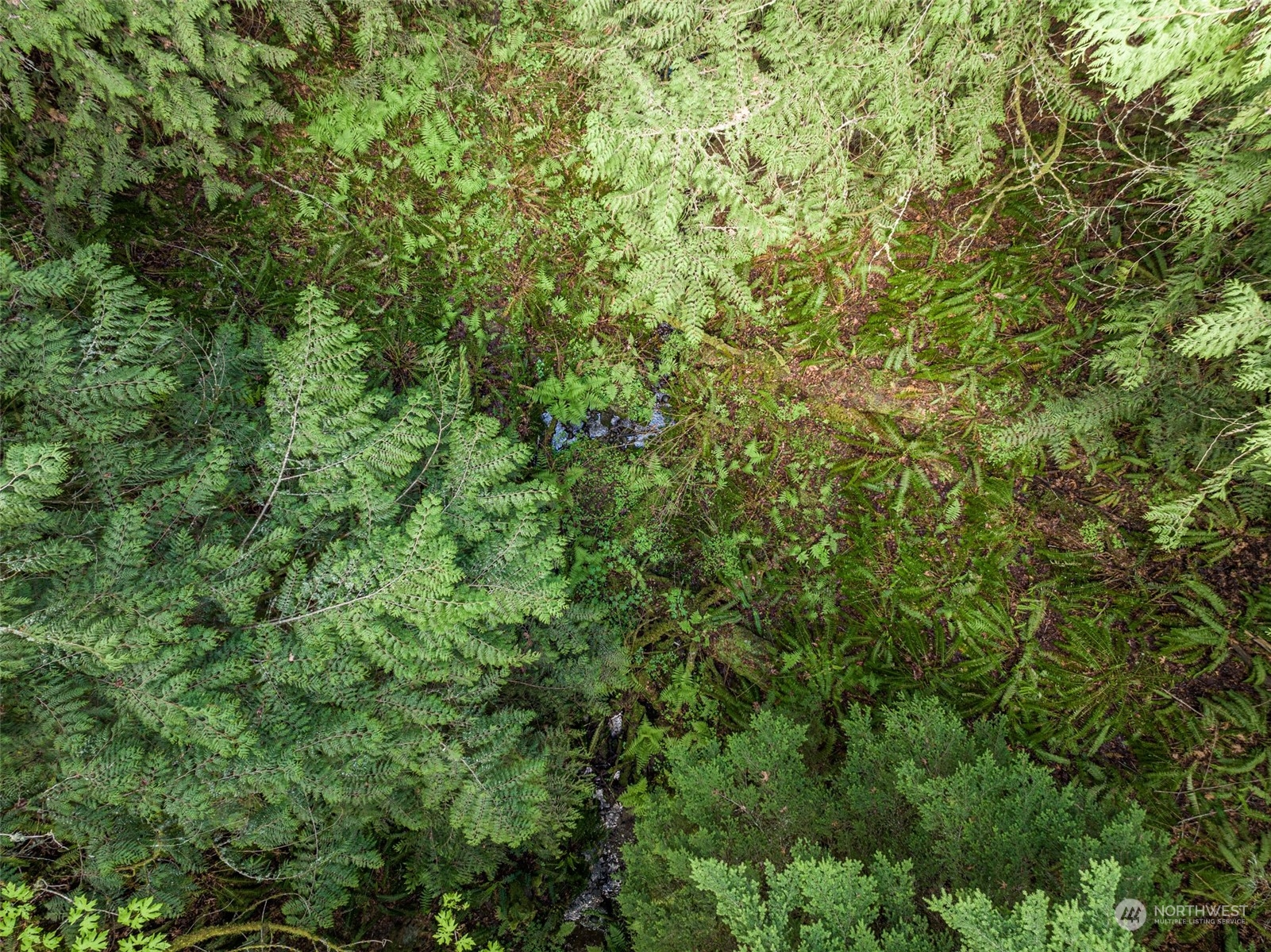 999 Louella Road Sequim, WA 98382 - Photo 5 of 38 a view of a lush green forest
