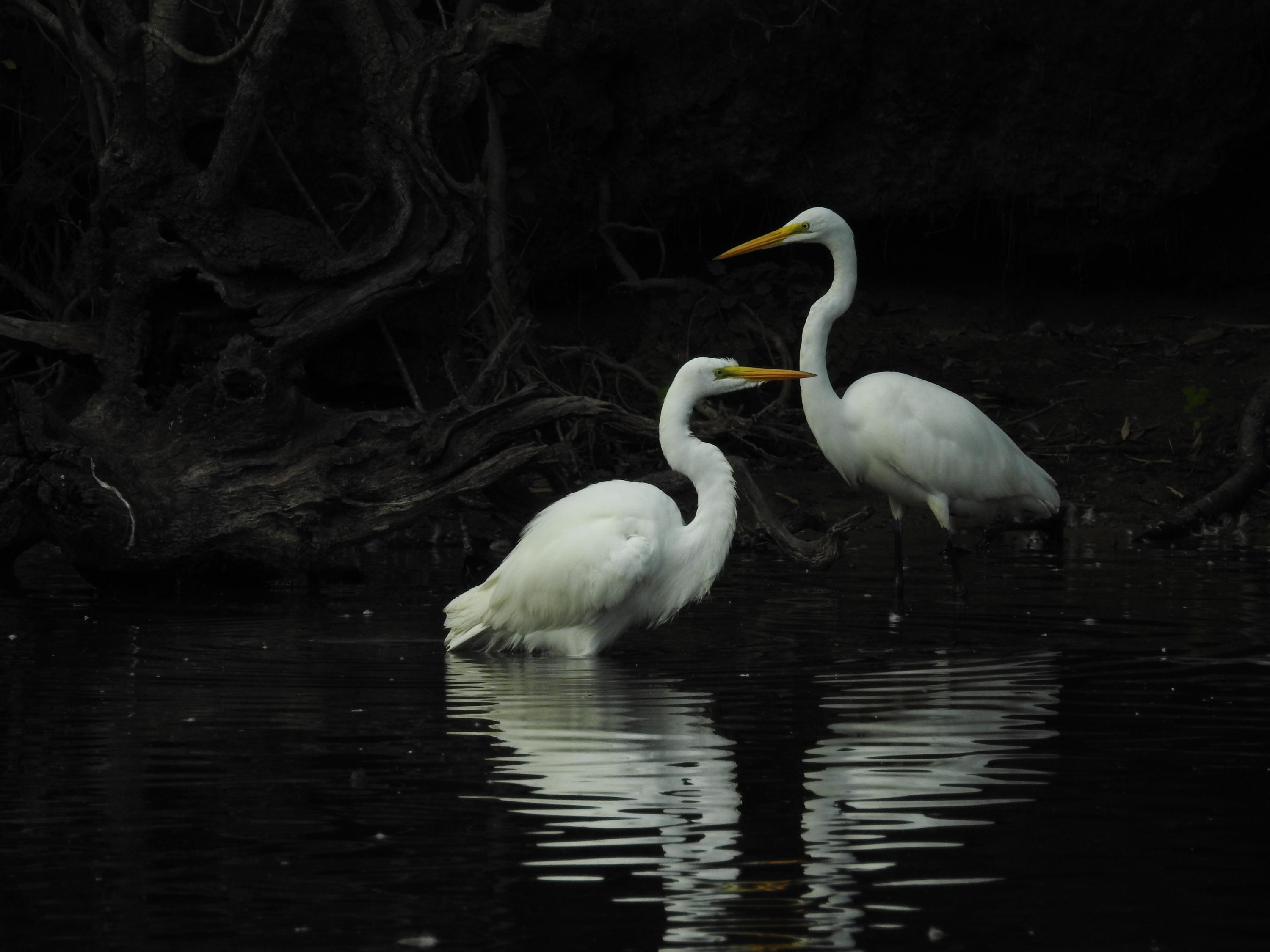 1123 Harbor View Road Charleston, SC 29412 - Photo 27 of 28 25-Wildlife - 2