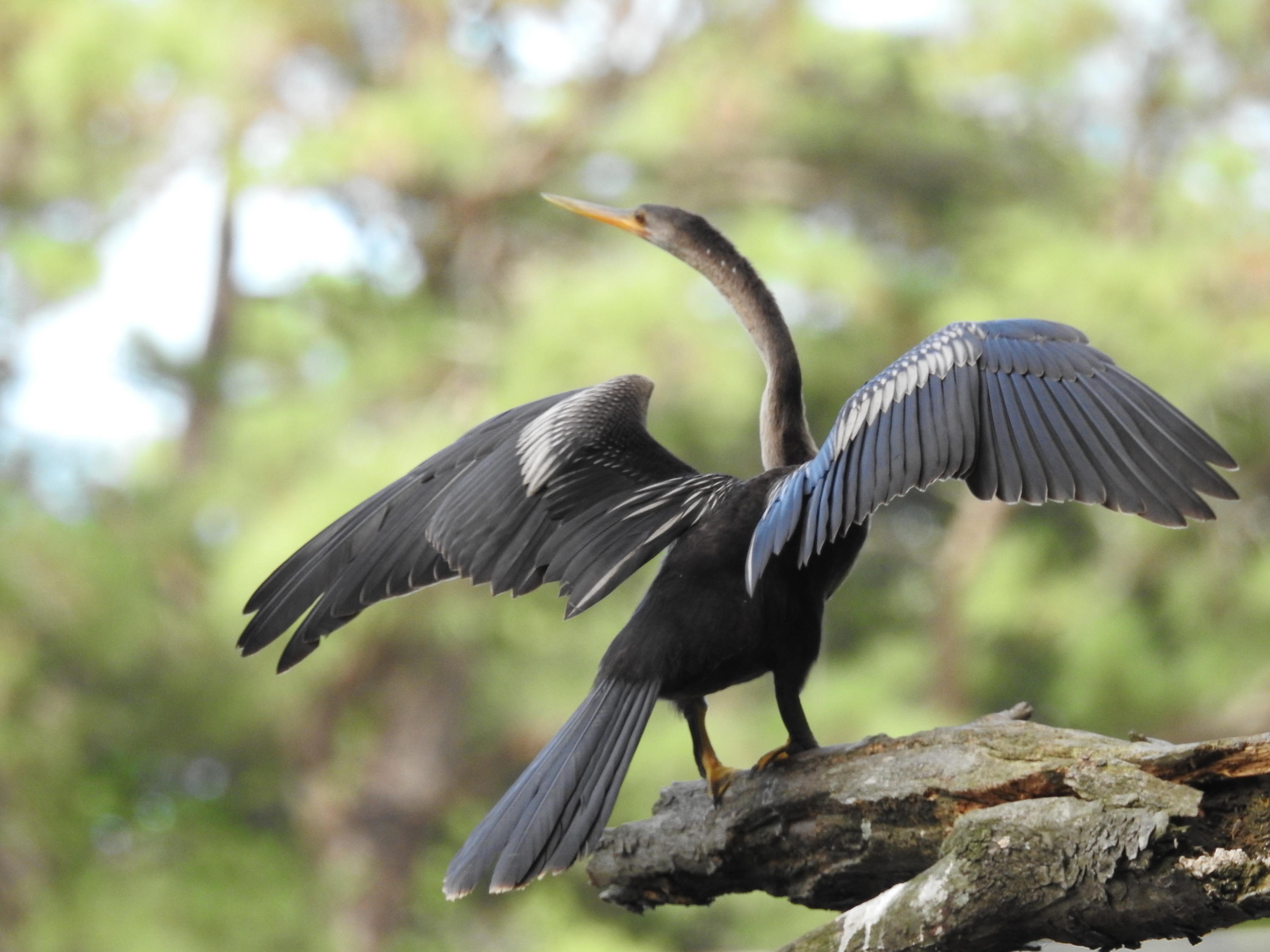 1123 Harbor View Road Charleston, SC 29412 - Photo 28 of 28 26-Wildlife
