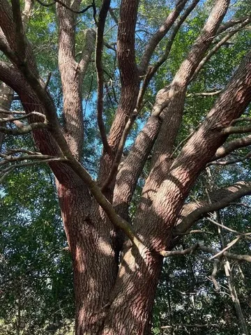a picture of tree