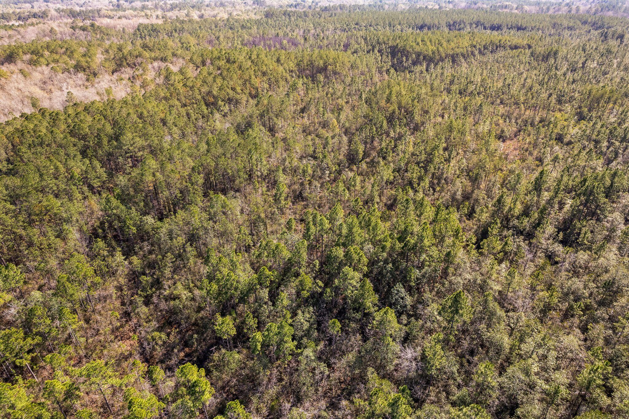 301 Woods Road Lucedale, MS 39452 - Photo 8 of 17 Woods_Road-9
