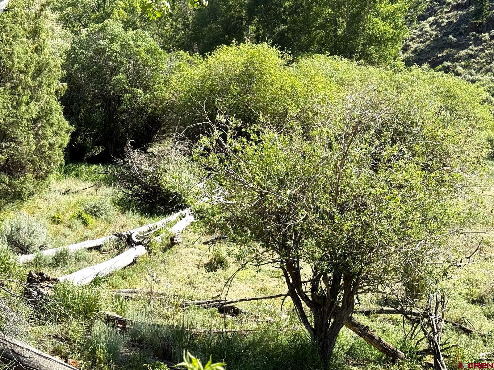 Tbd Tbd Alice Lode Mining Claim Gunnison, CO 81230 - Photo 3 of 10 a view of a yard with plants