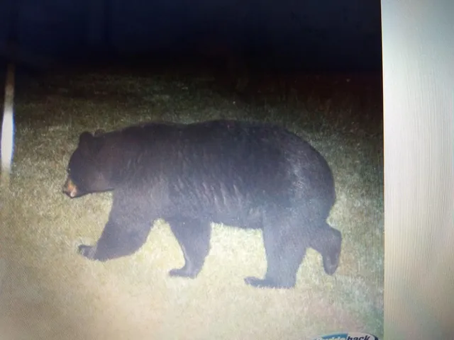 $210,000 | Tbd Billy Creek Road East, Big Falls, MN 56627