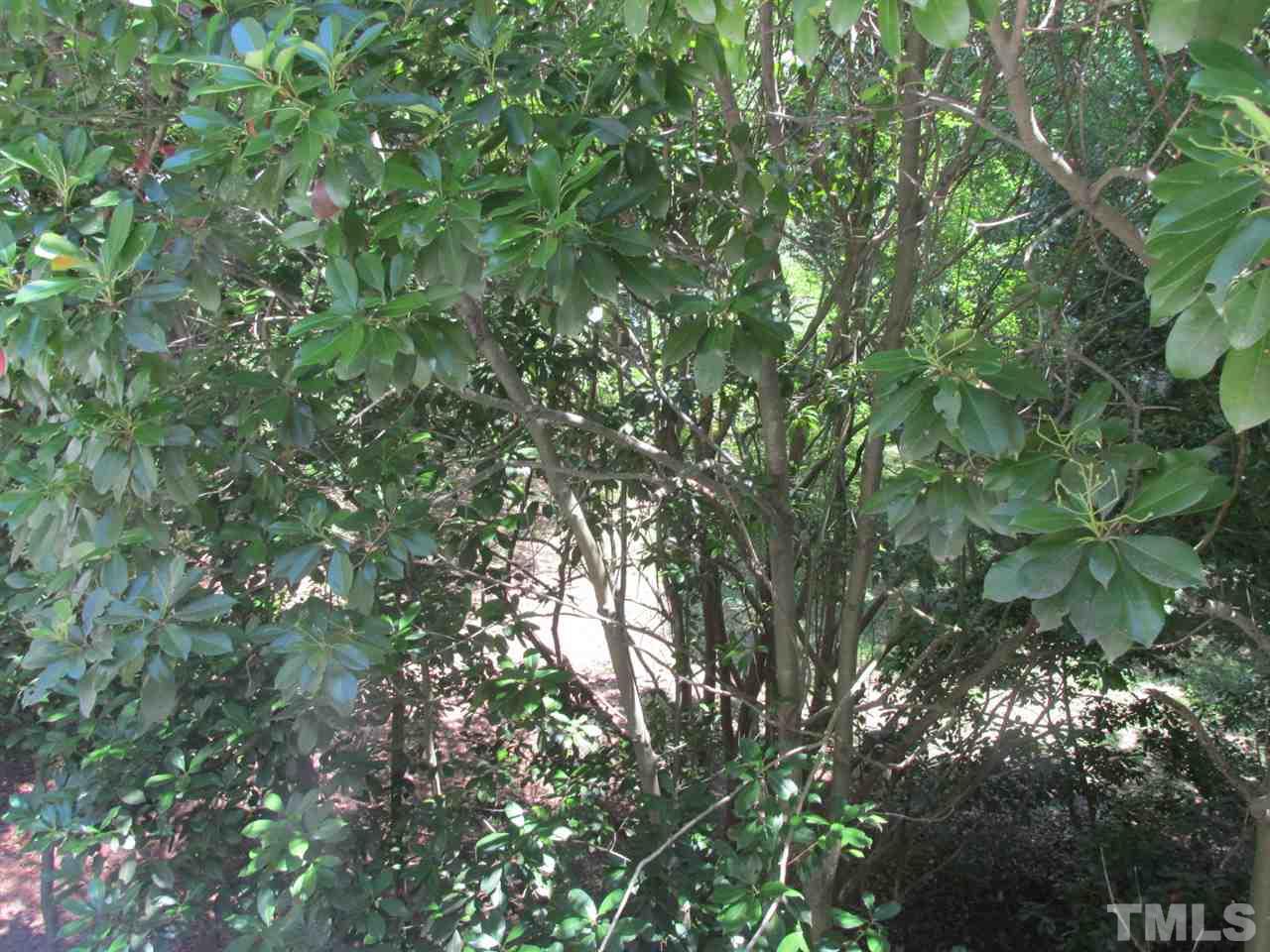 7040 Sandy Forks Road, Unit 207 Raleigh, NC 27615 - Photo 23 of 24 a view of a tree