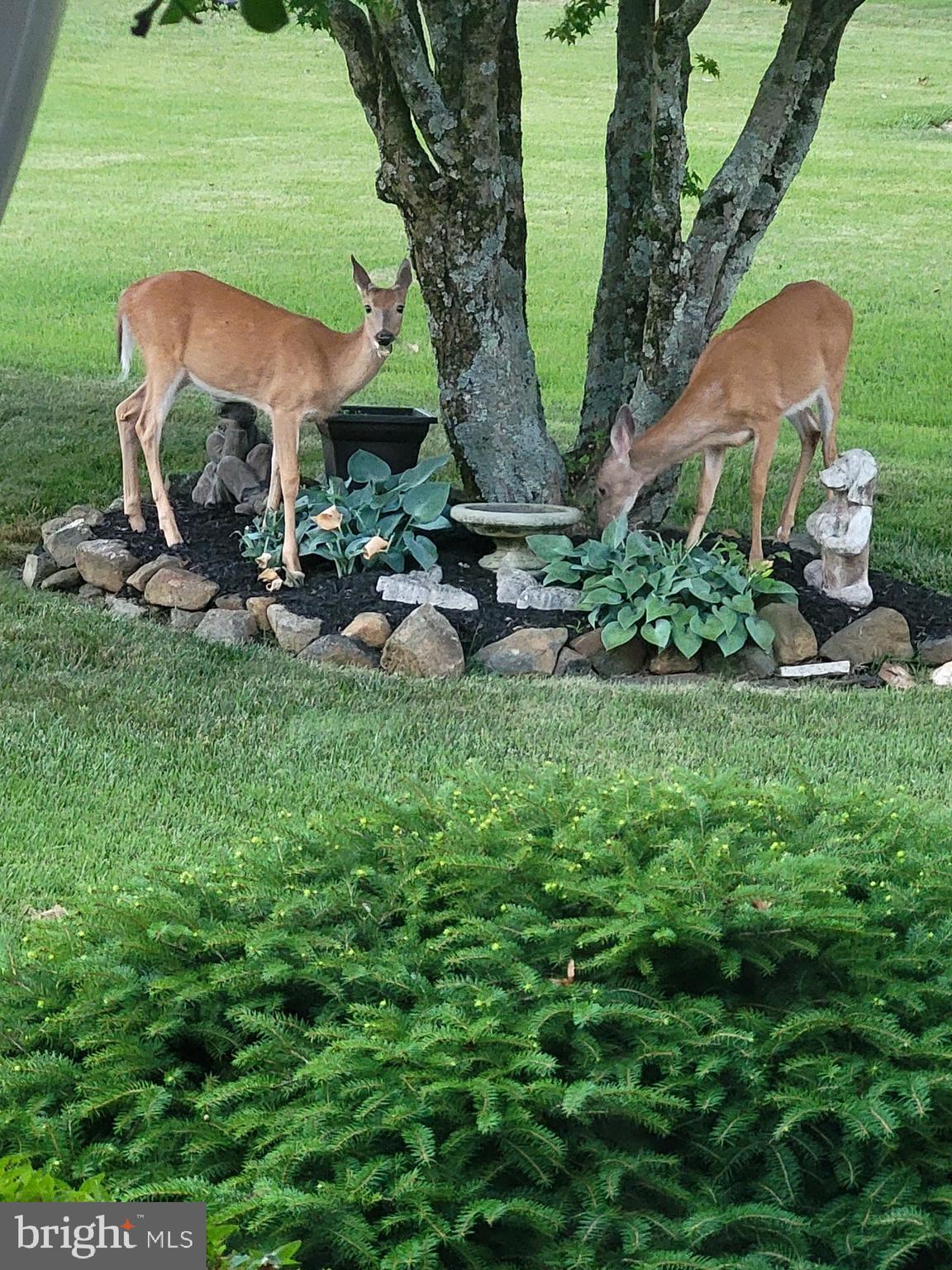 3501 Garrett Court Aberdeen, MD 21001 - Photo 12 of 53 Wildlife in the front yard