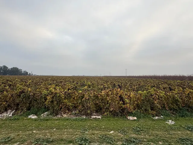 $576,725 | 0 East Klepper Avenue West, Caruthers, CA 93609