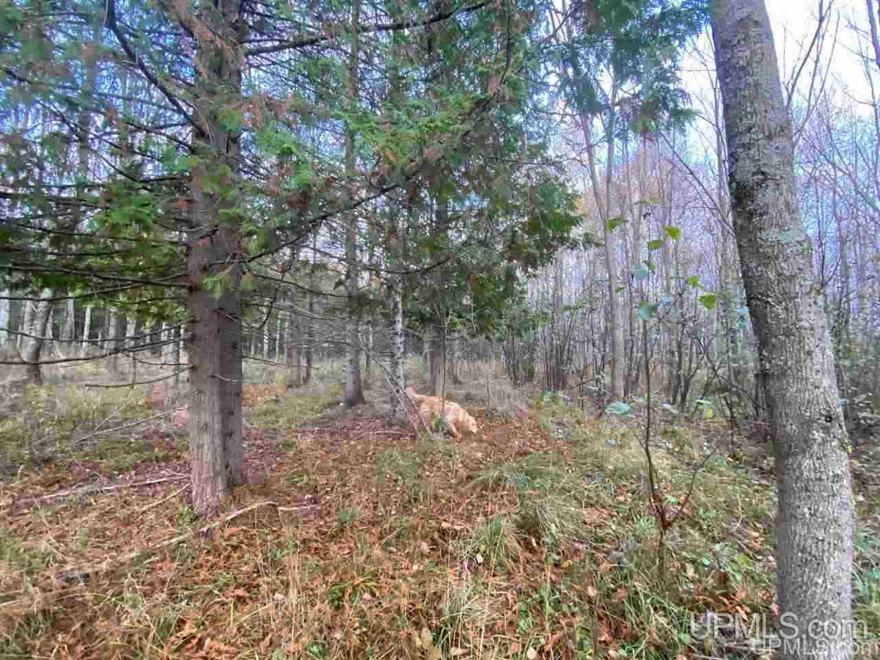 Tbd Rauhala Road Atlantic Mine, MI 49905 - Photo 6 of 27 Gallery Image 6
