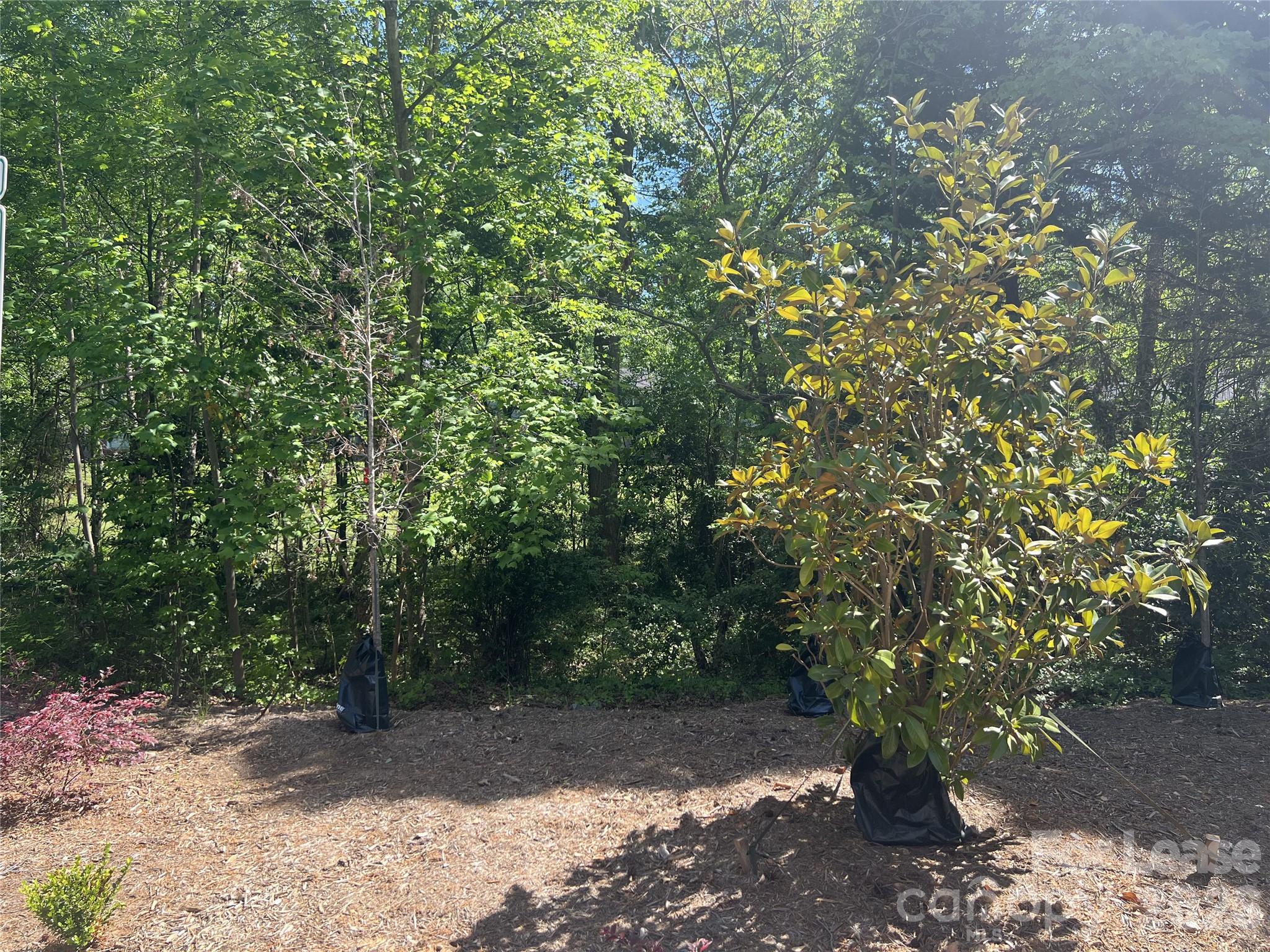 1356 Briar Creek Road Charlotte, NC 28205 - Photo 15 of 15 a view of a yard with plants and trees