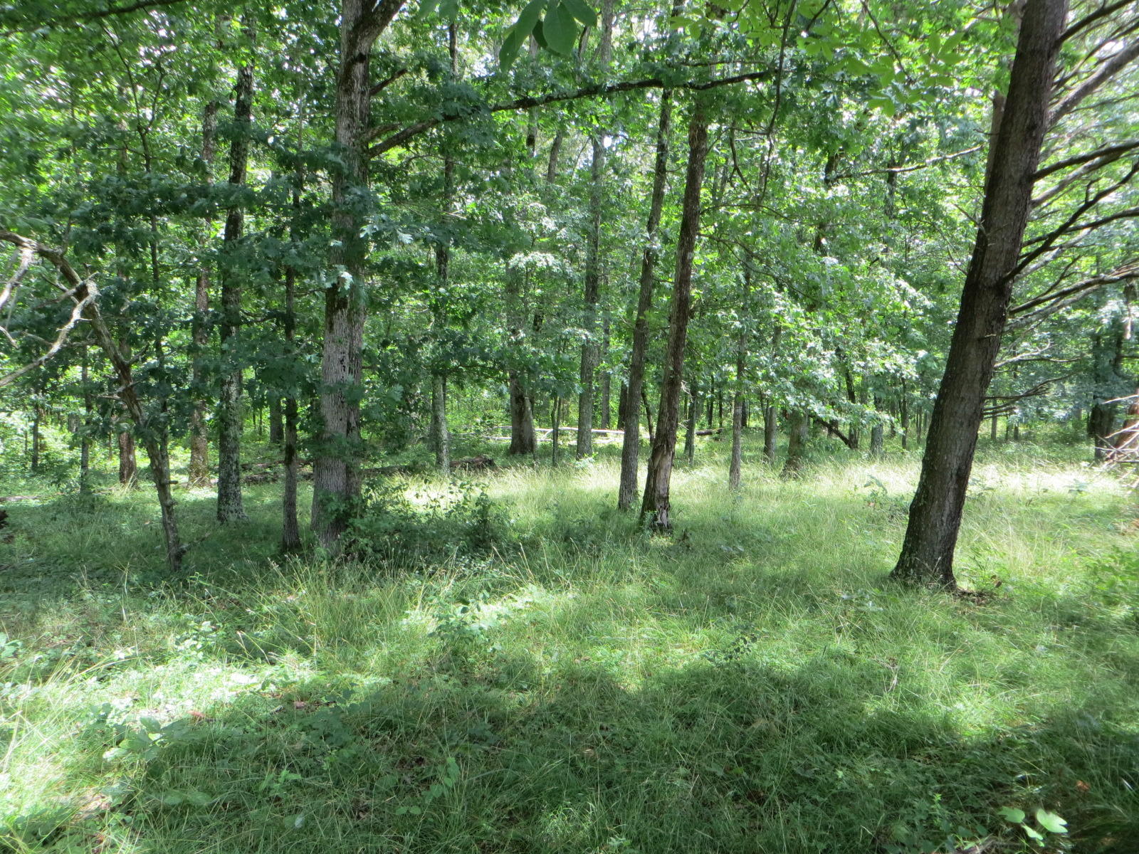 0 Oakes Road Pikeville, TN 37367 - Photo 1 of 21 IMG_0012