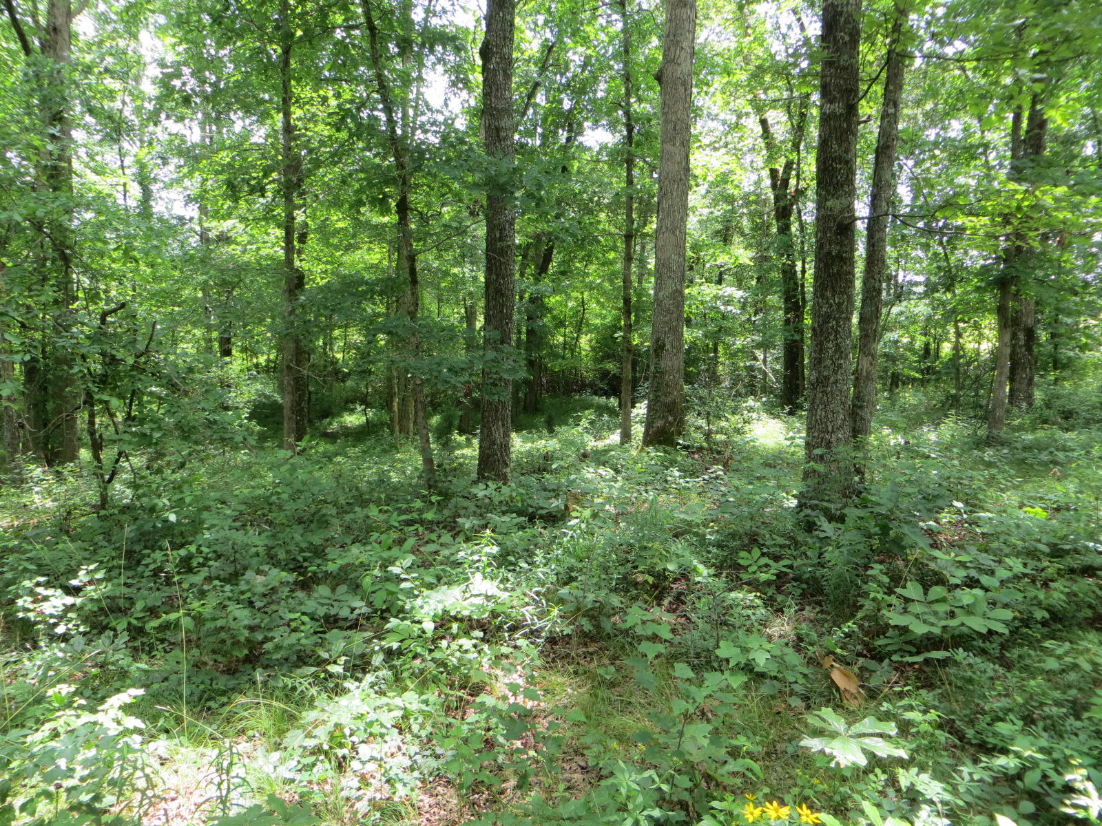 0 Oakes Road Pikeville, TN 37367 - Photo 17 of 21 IMG_0024