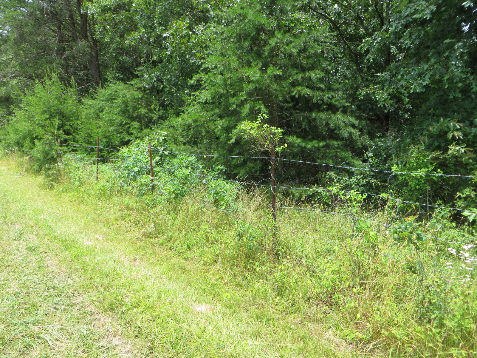 0 Oakes Road Pikeville, TN 37367 - Photo 21 of 21 IMG_0028