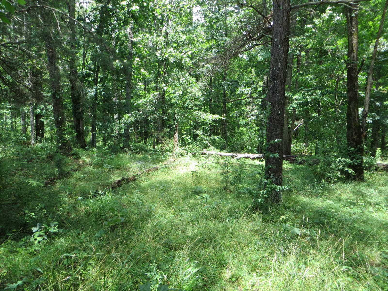 0 Oakes Road Pikeville, TN 37367 - Photo 5 of 21 IMG_0011