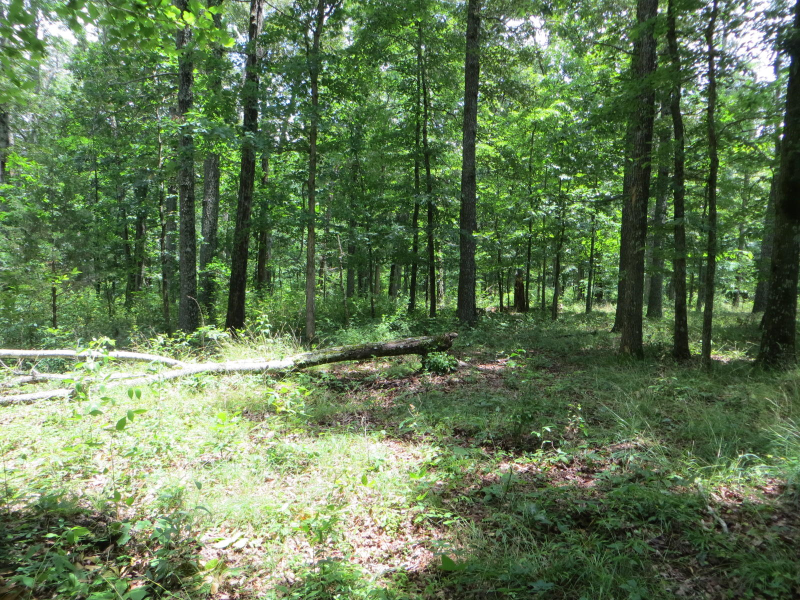 0 Oakes Road Pikeville, TN 37367 - Photo 6 of 21 IMG_0013