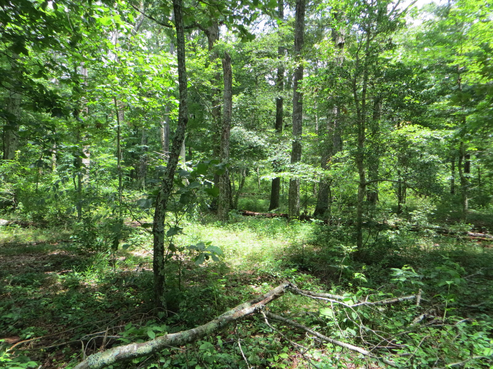 0 Oakes Road Pikeville, TN 37367 - Photo 7 of 21 IMG_0014