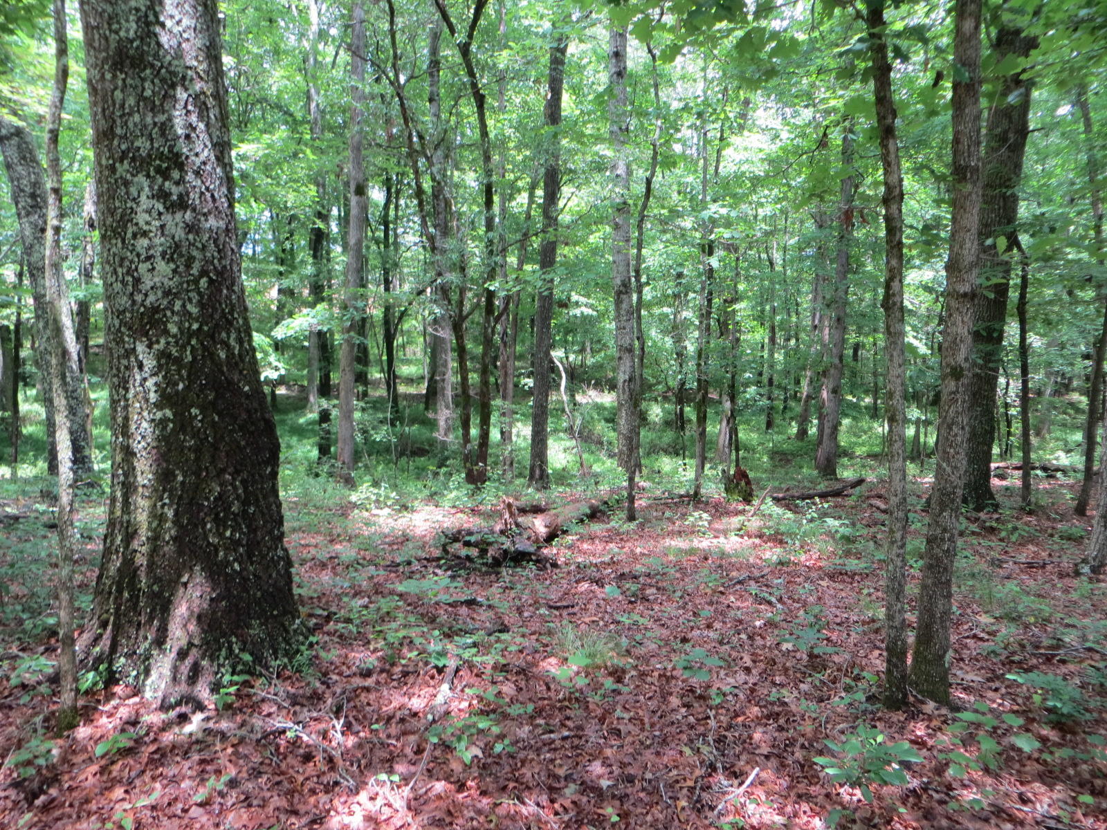 0 Oakes Road Pikeville, TN 37367 - Photo 8 of 21 IMG_0015