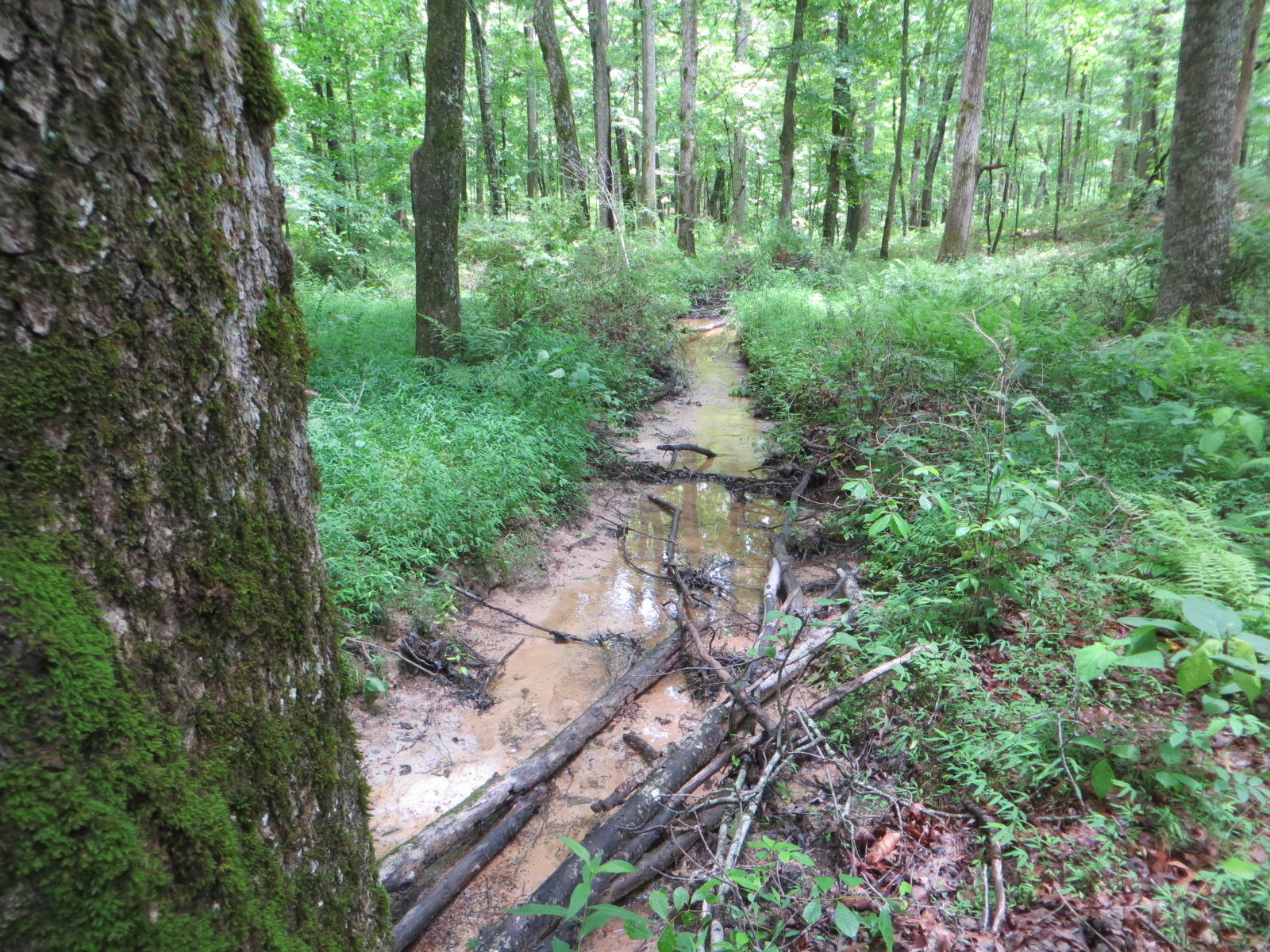 0 Oakes Road Pikeville, TN 37367 - Photo 10 of 21 IMG_0017