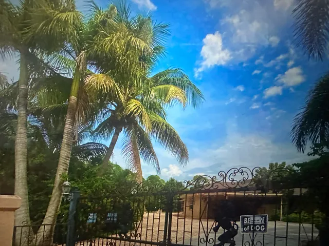 a view of a palm tree from a balcony