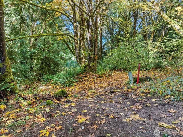 a view of a forest with a tree