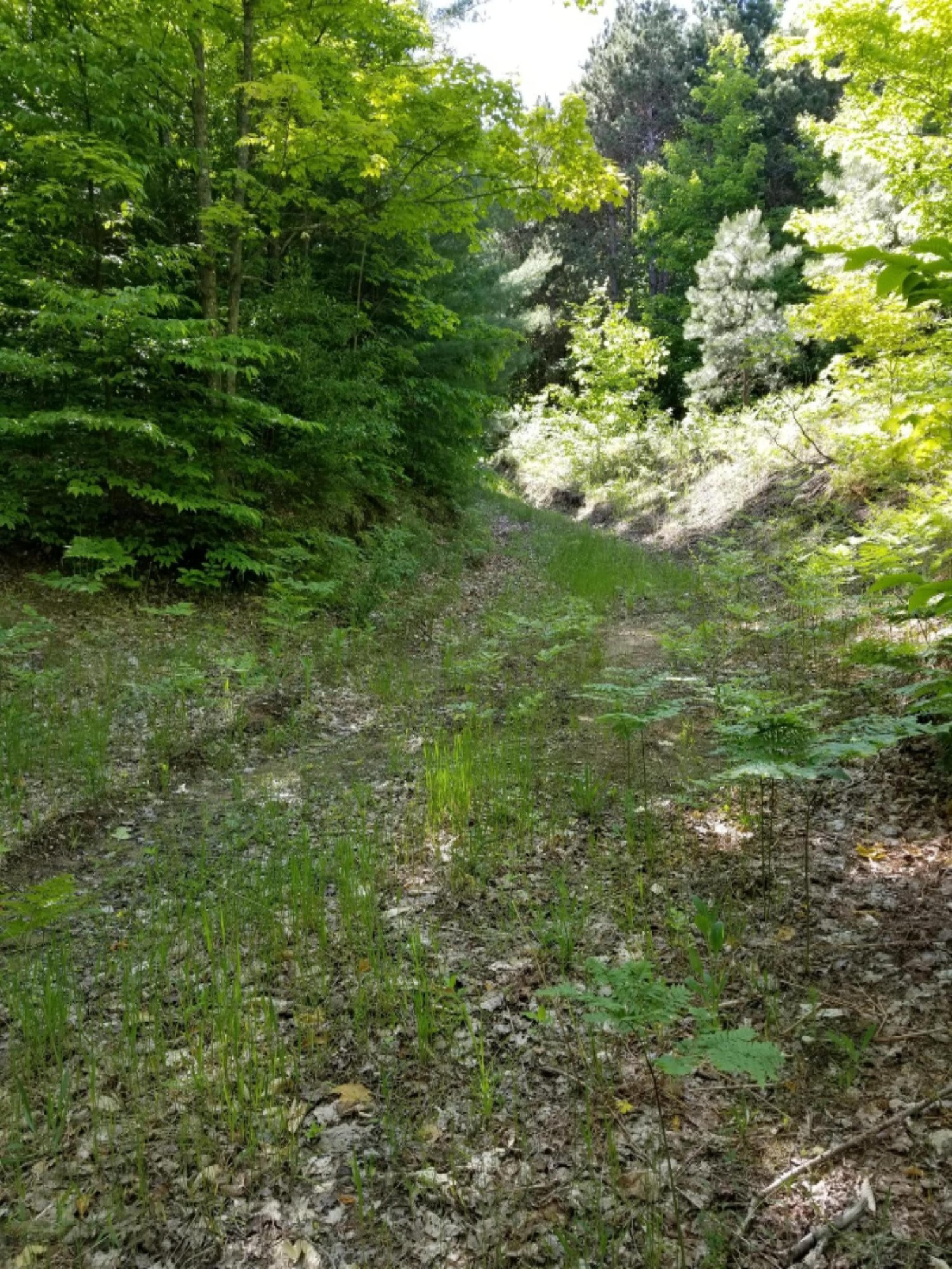 Vacant Springdale Road Thompsonville, MI 49683 - Photo 3 of 11 20190613_173212