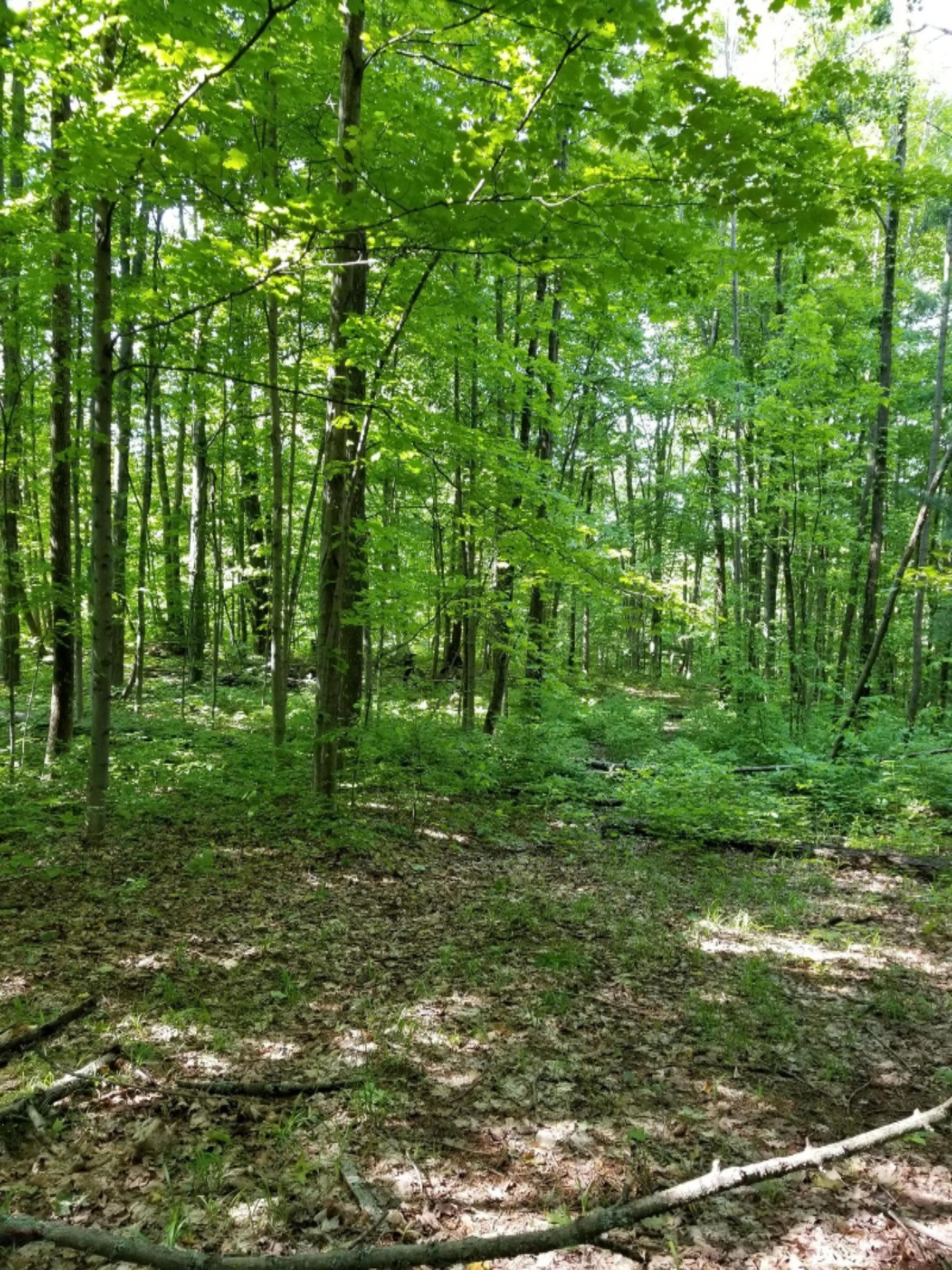 Vacant Springdale Road Thompsonville, MI 49683 - Photo 5 of 11 20190613_171901