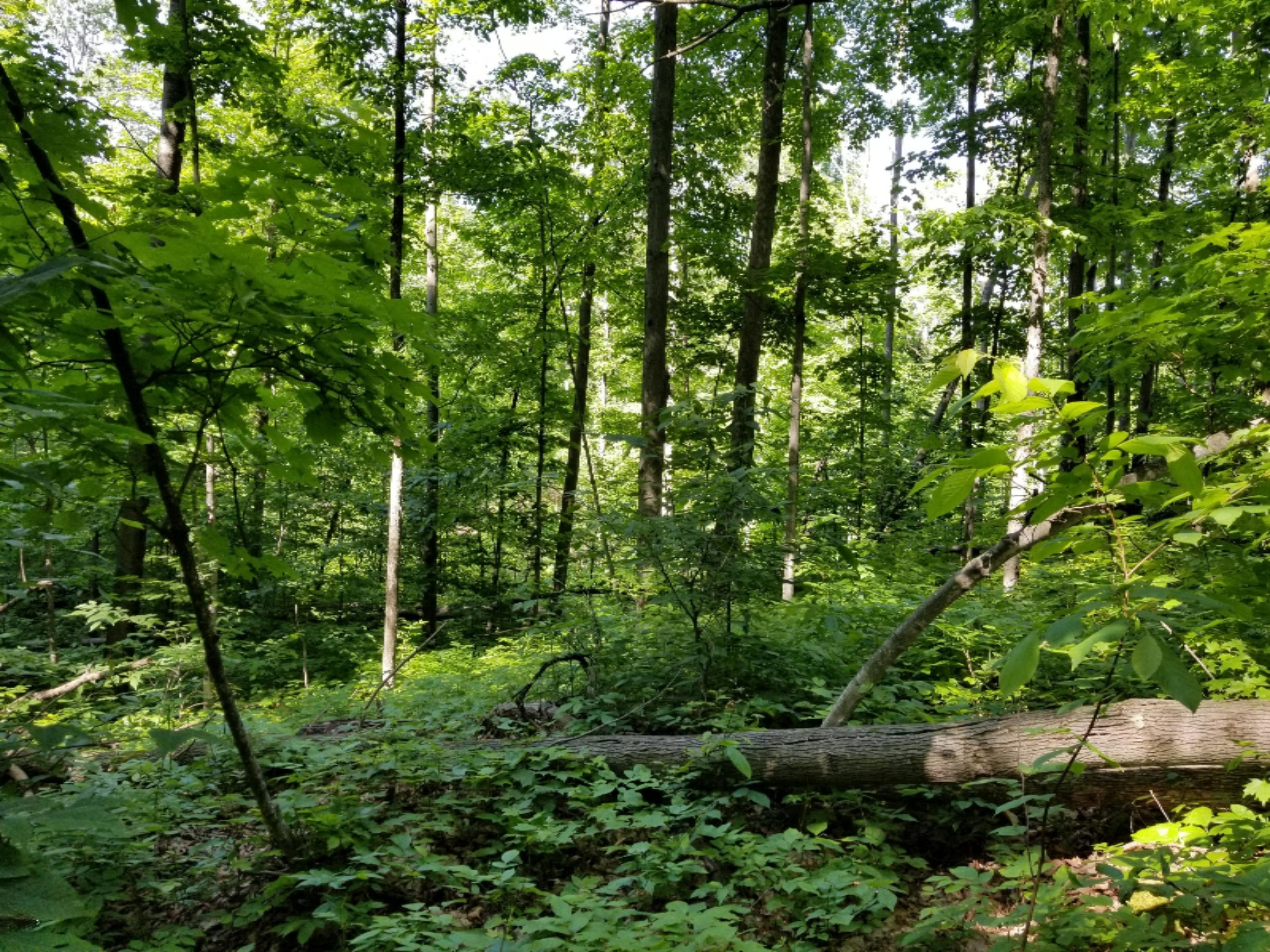 Vacant Springdale Road Thompsonville, MI 49683 - Photo 6 of 11 20190622_165530