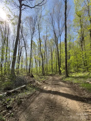 a plant is in the middle of a yard