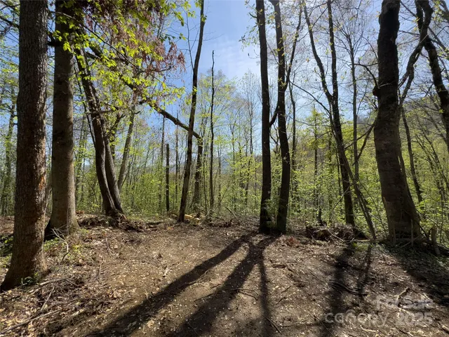 a view of a forest with trees in the background