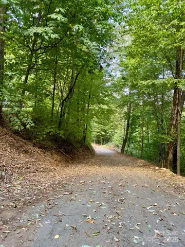 a view of a forest with trees in the background