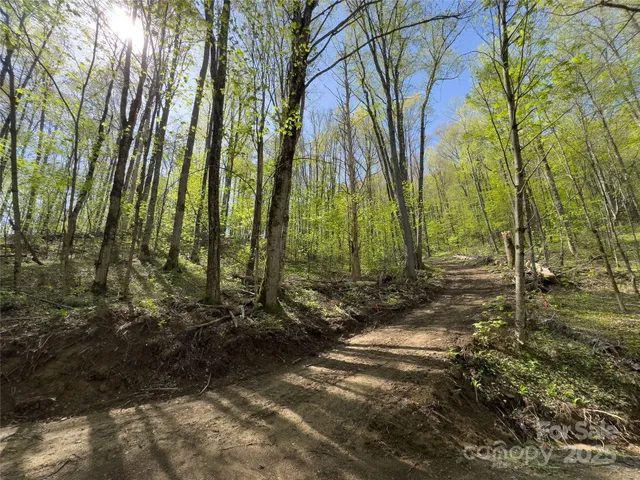 a view of a forest with trees