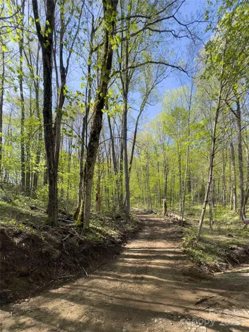 a view of a yard with lots of trees