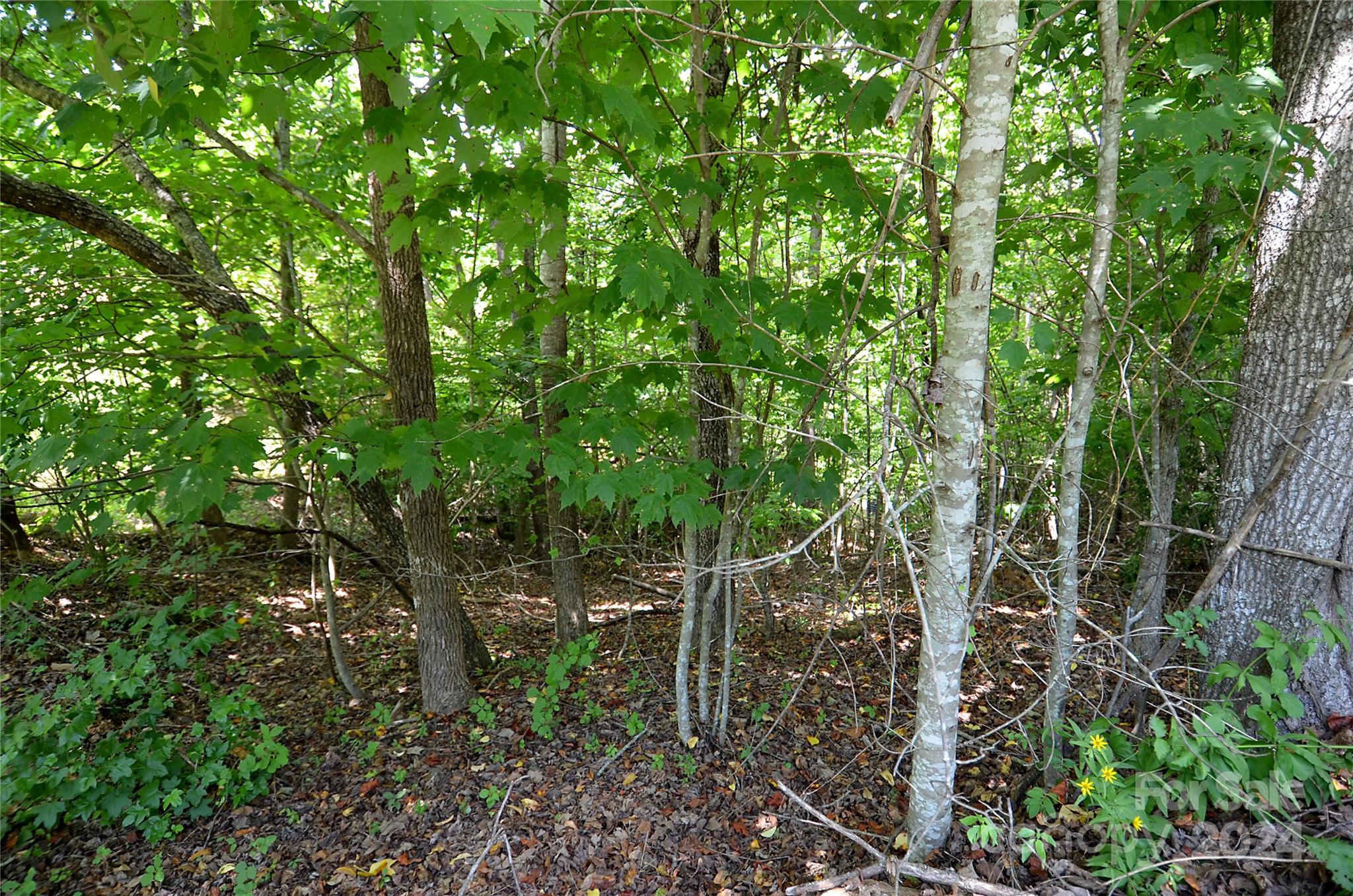 0 Victoria Drive Marion, NC 28752 - Photo 3 of 11 a backyard of a house with lots of trees