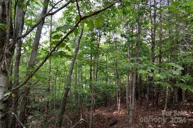 a view of a forest with lots of trees