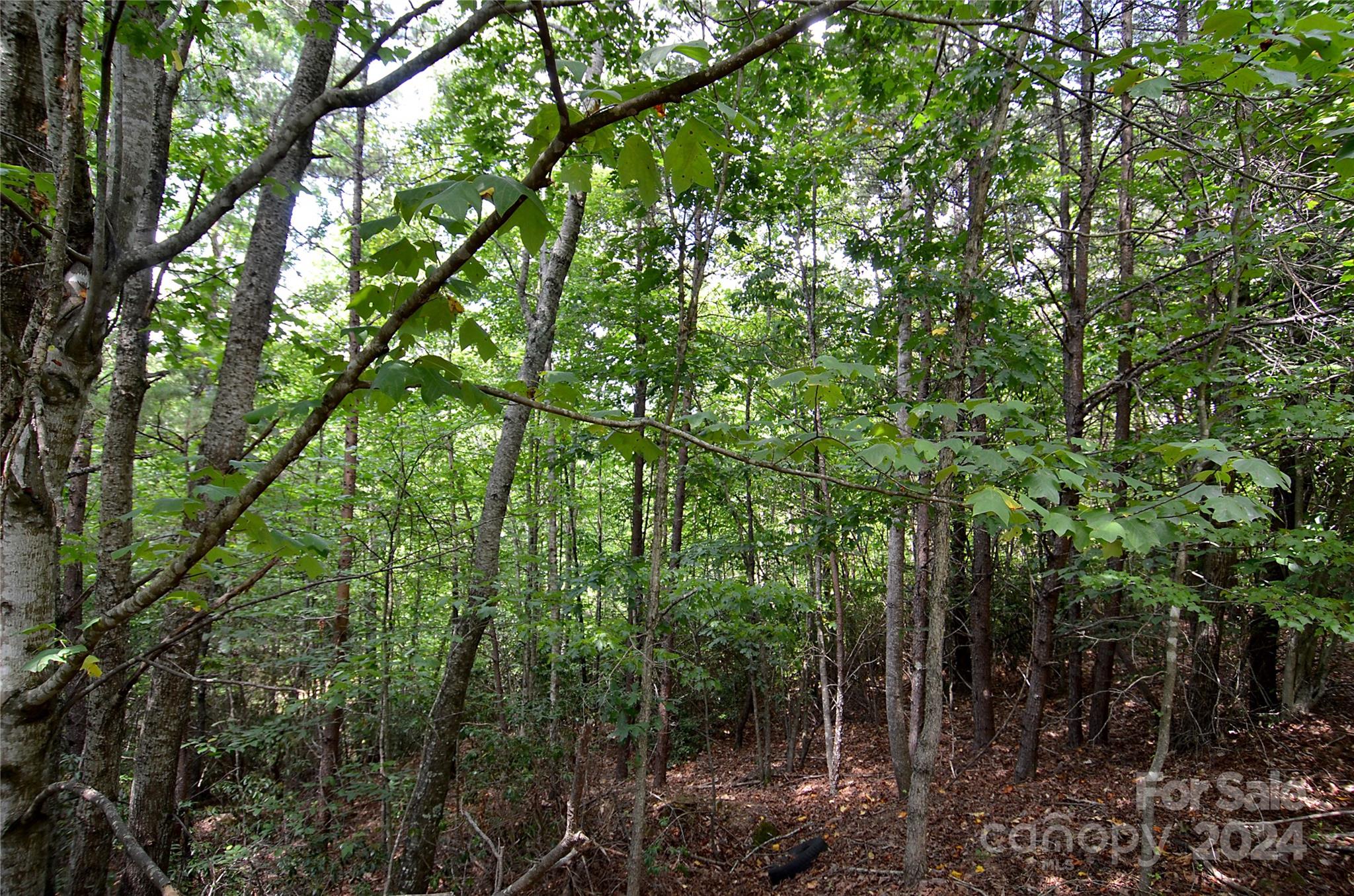 0 Victoria Drive Marion, NC 28752 - Photo 5 of 11 a view of forest