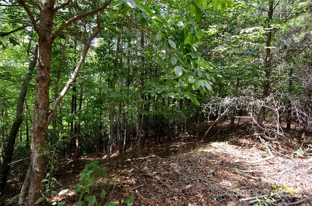 a backyard of a house with lots of trees